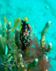 Phenacovolva nectarea