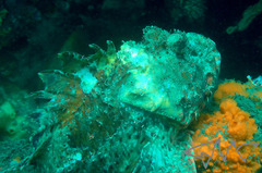 Scorpaena jacksoniensis