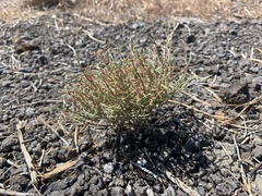 Eriogonum nidularium