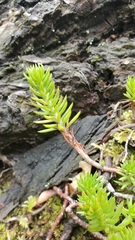 Petrosedum rupestre