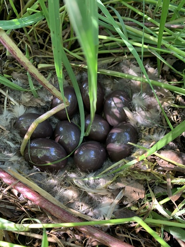 Tinamou perdrix (Nothoprocta perdicaria)