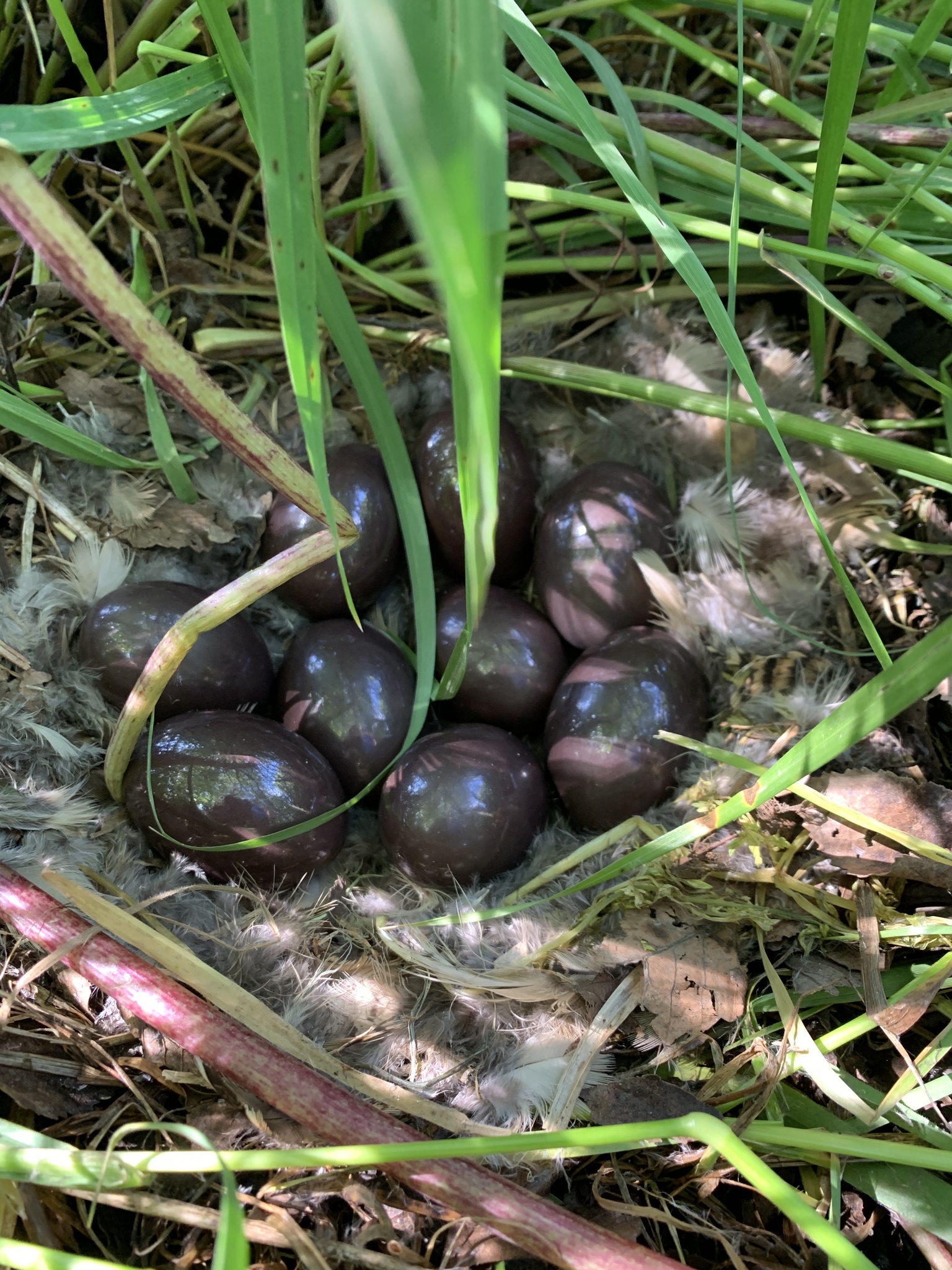Chilean Tinamou (Nothoprocta perdicaria)