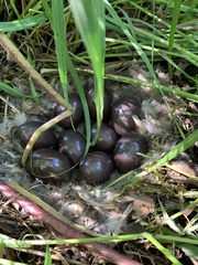 Nothoprocta perdicaria