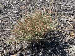 Eriogonum nidularium