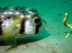 Dicotylichthys punctulatus