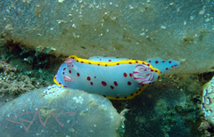 Hypselodoris bennetti