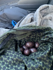 Nothoprocta perdicaria