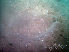 Pseudorhombus jenynsii