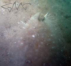 Pseudorhombus jenynsii