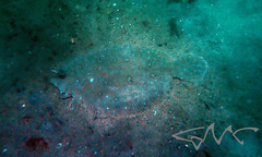 Pseudorhombus jenynsii