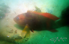 Notolabrus gymnogenis