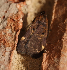 Hydrillodes funestalis