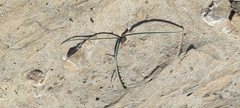 Hesperocallis undulata