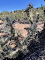 Cylindropuntia acanthocarpa