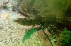 Filicampus tigris