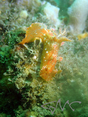 Plocamopherus imperialis