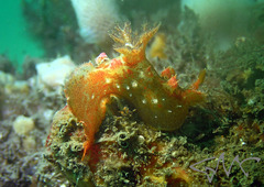 Plocamopherus imperialis