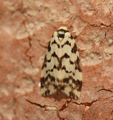 Goniosema anguliscripta