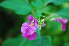 Impatiens textorii