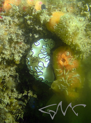 Doriprismatica atromarginata