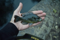 Lepomis miniatus