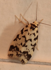 Goniosema anguliscripta