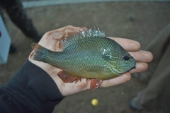 Lepomis aquilensis