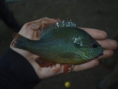 Lepomis aquilensis