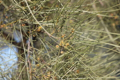 Acacia sericophylla