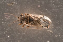 Nysius