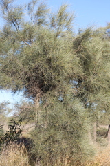 Acacia sericophylla