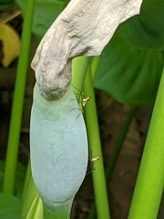 Telostylinus lineolatus