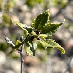 Quercus dumosa