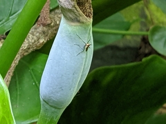 Telostylinus lineolatus