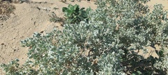 Atriplex hymenelytra