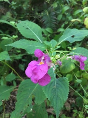 Impatiens textorii