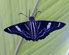 Elbella patrobas mexicana