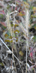 Elymus villosus