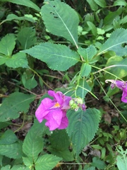 Impatiens textorii