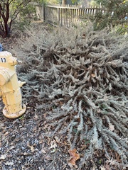 Artemisia californica