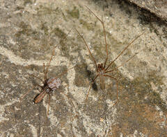 Pholcus opilionoides