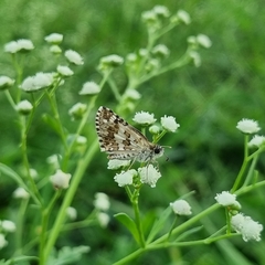 Burnsius orcynoides