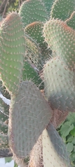 Opuntia leucotricha