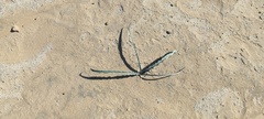 Hesperocallis undulata