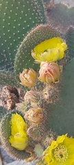 Opuntia leucotricha