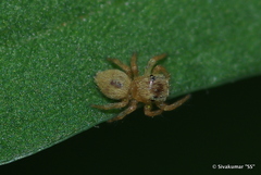 Salticoidea