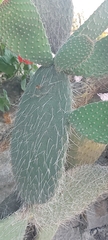 Opuntia leucotricha