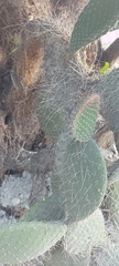 Opuntia leucotricha