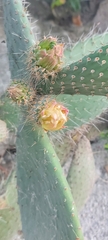 Opuntia leucotricha