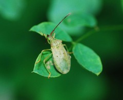 Homoeocerus dilatatus